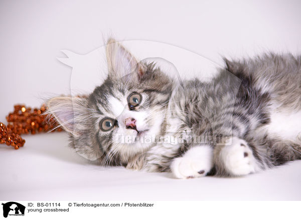 junger Maine-Coon-Mischling / young crossbreed / BS-01114