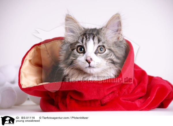 junger Maine-Coon-Mischling / young crossbreed / BS-01116
