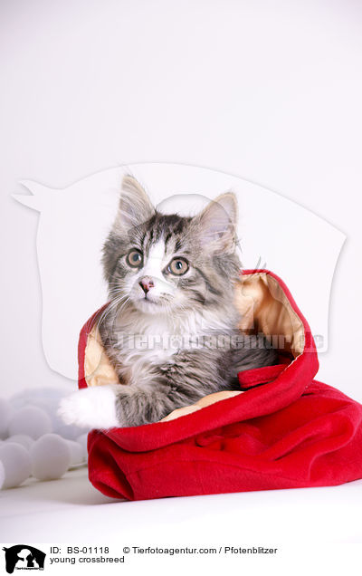 junger Maine-Coon-Mischling / young crossbreed / BS-01118