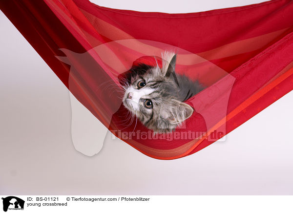 junger Maine-Coon-Mischling / young crossbreed / BS-01121