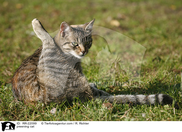 Katze putzt sich / preening cat / RR-22099