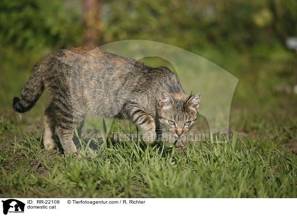 Hauskatze / domestic cat / RR-22108