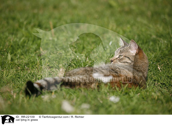 Katze liegt im Gras / cat lying in grass / RR-22109