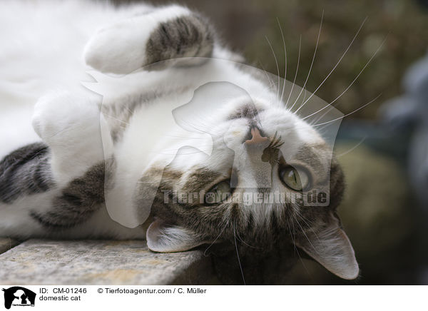 Hauskatze / domestic cat / CM-01246