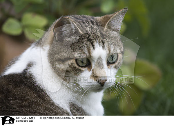 Hauskatze / domestic cat / CM-01251