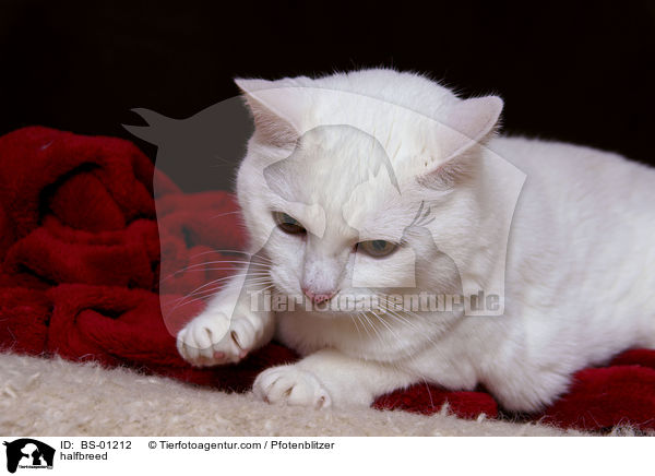 Britisch-Kurzhaar-Siam-Mix / halfbreed / BS-01212