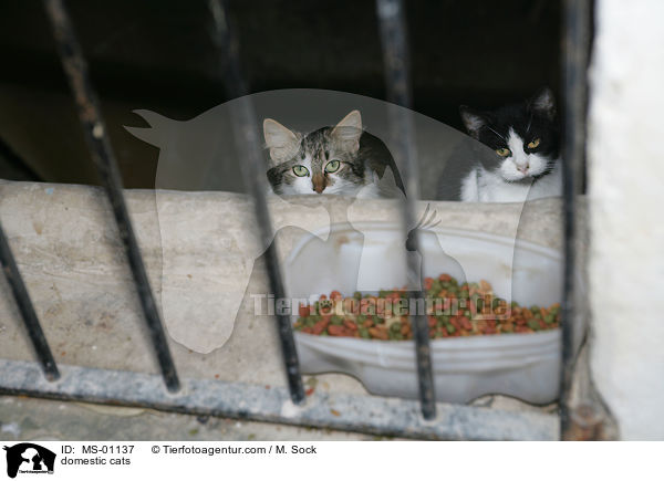 Hauskatzen / domestic cats / MS-01137
