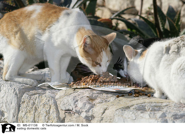 fressende Hauskatzen / eating domestic cats / MS-01138