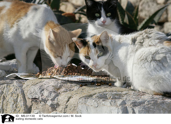 fressende Hauskatzen / eating domestic cats / MS-01139