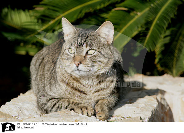 liegender Kater / lying tomcat / MS-01145