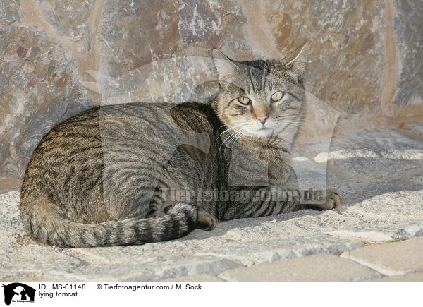 liegender Kater / lying tomcat / MS-01148