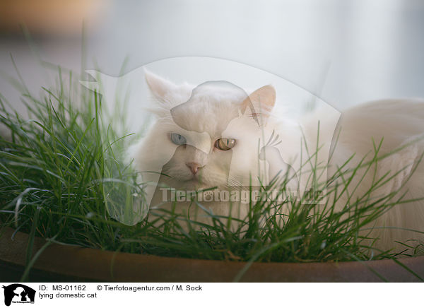 liegende Hauskatze / lying domestic cat / MS-01162