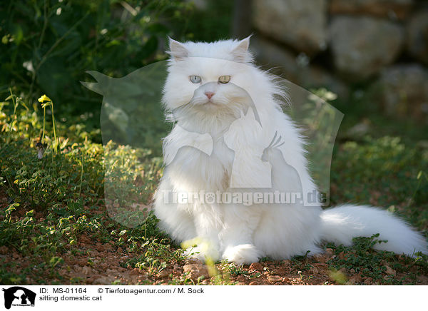 sitzende Hauskatze / sitting domestic cat / MS-01164