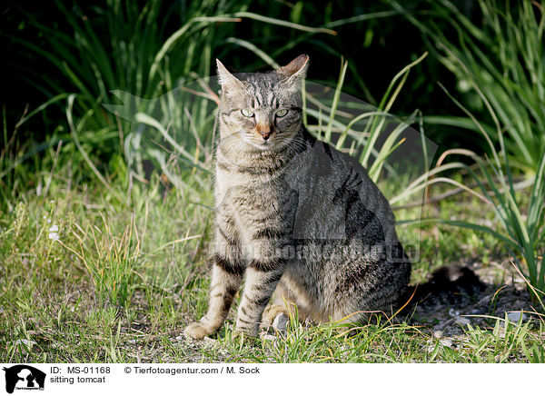 sitzender Kater / sitting tomcat / MS-01168