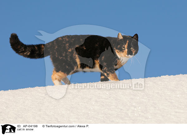 Hauskatze im Schnee / cat in snow / AP-04198