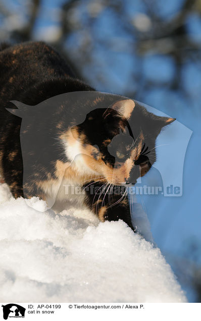 Hauskatze im Schnee / cat in snow / AP-04199