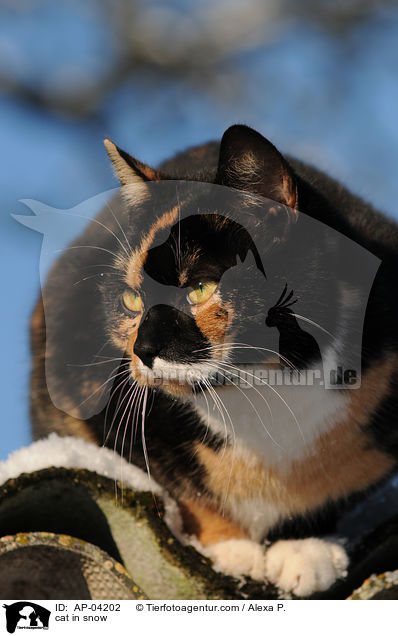 Hauskatze im Schnee / cat in snow / AP-04202