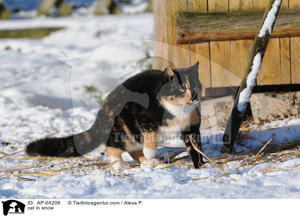 Hauskatze im Schnee / cat in snow / AP-04206