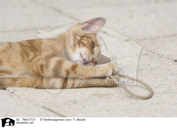 Hauskatze / domestic cat / TM-01731