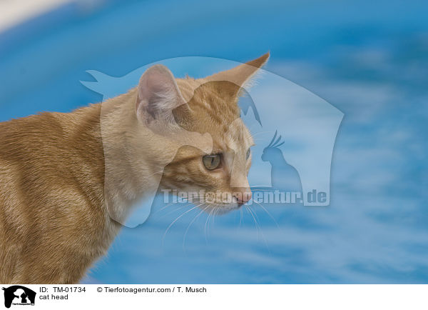 Hauskatze Portrait / cat head / TM-01734