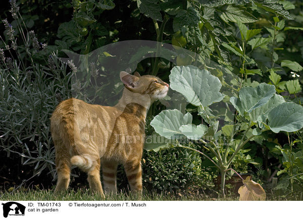 Katze im Garten / cat in garden / TM-01743