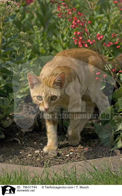 Hauskatze / domestic cat / TM-01744