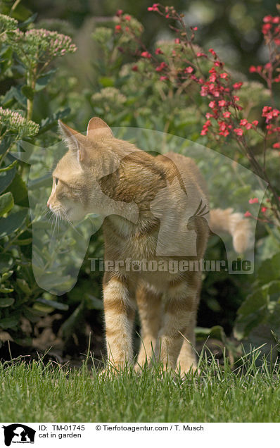 Katze im Garten / cat in garden / TM-01745
