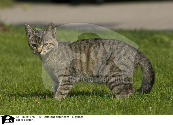 Katze im Garten / cat in garden / TM-01775