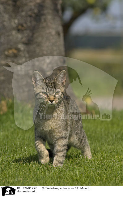Hauskatze / domestic cat / TM-01770