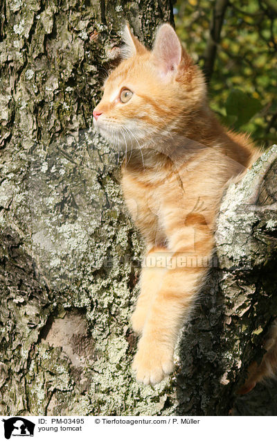 junger Kater / young tomcat / PM-03495