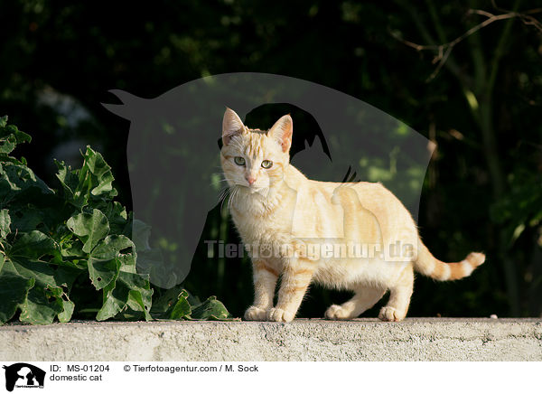 domestic cat / MS-01204