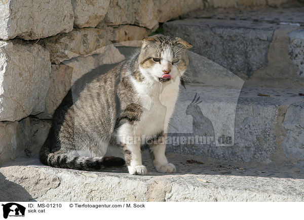 kranke Katze / sick cat / MS-01210