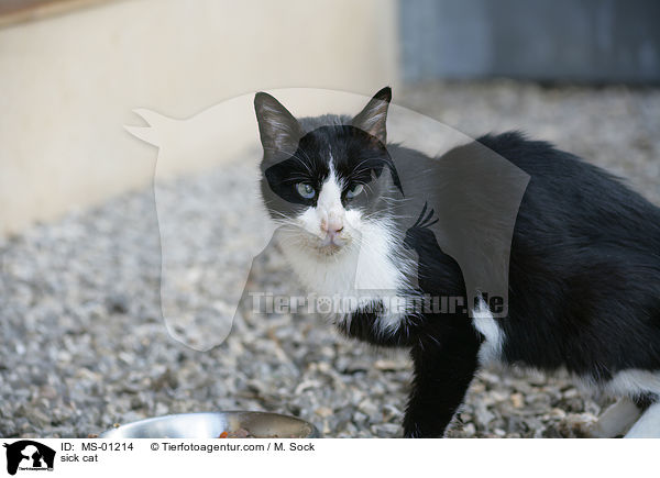 kranke Katze / sick cat / MS-01214