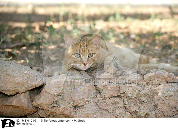 Hauskatze / domestic cat / MS-01216