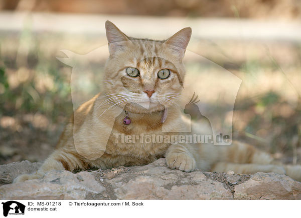 Hauskatze / domestic cat / MS-01218