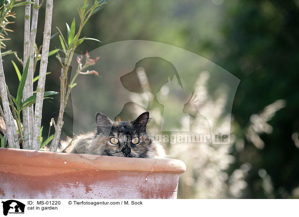 cat in garden / MS-01220