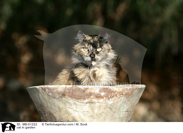 Katze im Garten / cat in garden / MS-01222