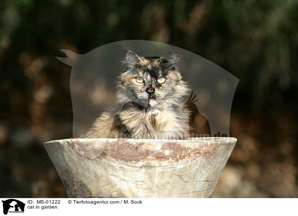 cat in garden / MS-01222