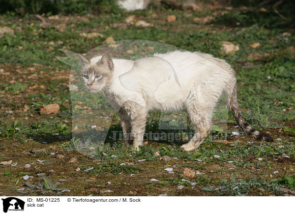kranke Katze / sick cat / MS-01225