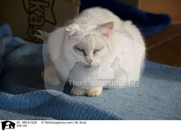 kranke Katze / sick cat / MS-01228