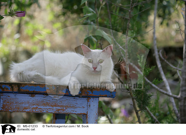 Hauskatze / domestic cat / MS-01233