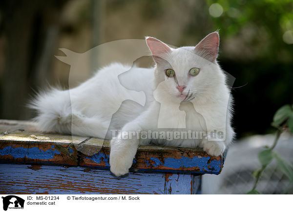 Hauskatze / domestic cat / MS-01234