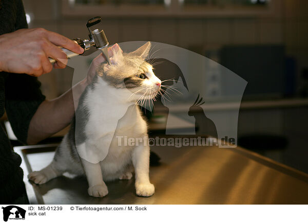 kranke Katze / sick cat / MS-01239
