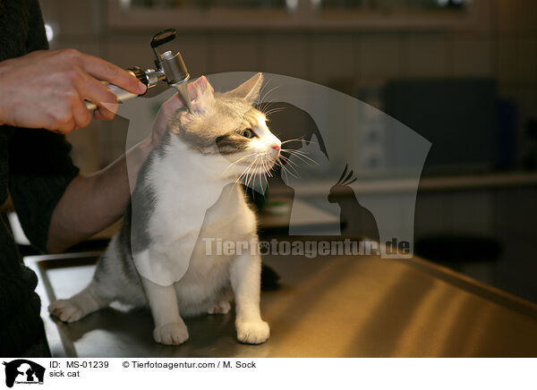 sick cat / MS-01239