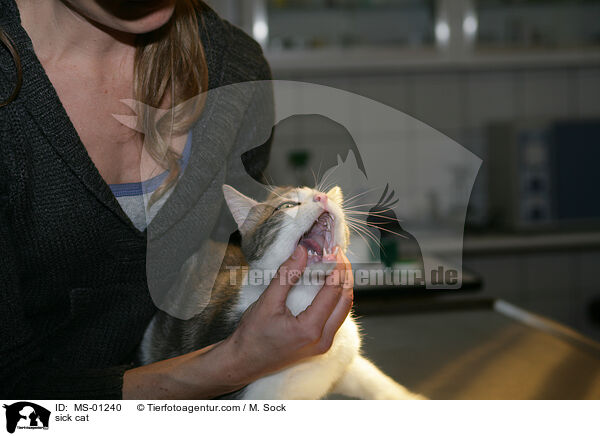 kranke Katze / sick cat / MS-01240