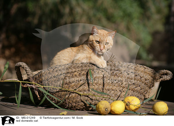 rote Hauskatze / red domestic cat / MS-01249