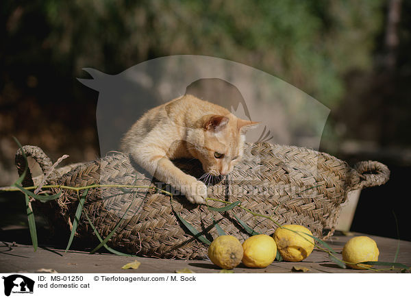 rote Hauskatze / red domestic cat / MS-01250