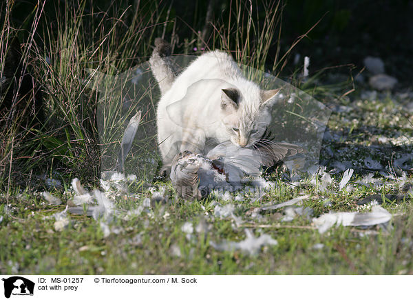 Katze mit Beute / cat with prey / MS-01257