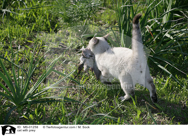 Katze mit Beute / cat with prey / MS-01258