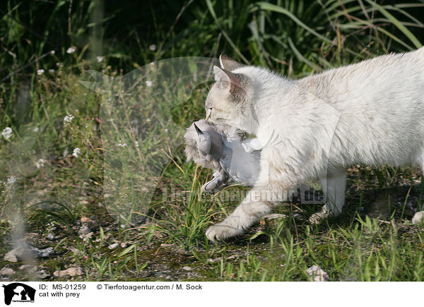 Katze mit Beute / cat with prey / MS-01259